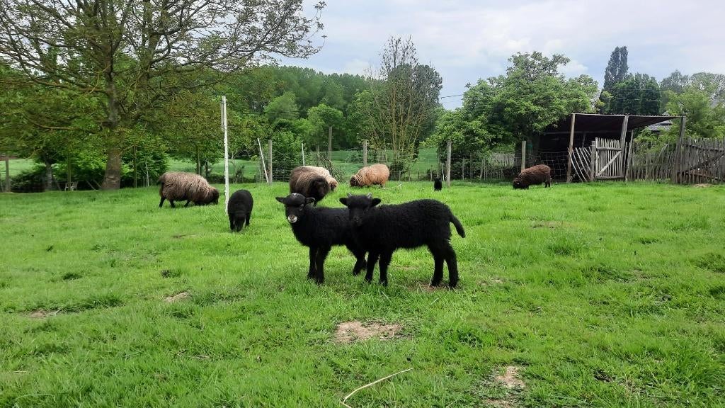 Agneaux d'Ouessant à vendre, Plusieurs animaux, Mouton, 0 à 2 ans