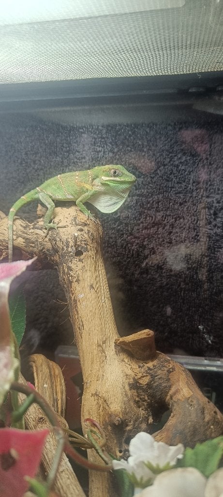 Anolis, Animaux & Accessoires, Lézard, 0 à 2 ans