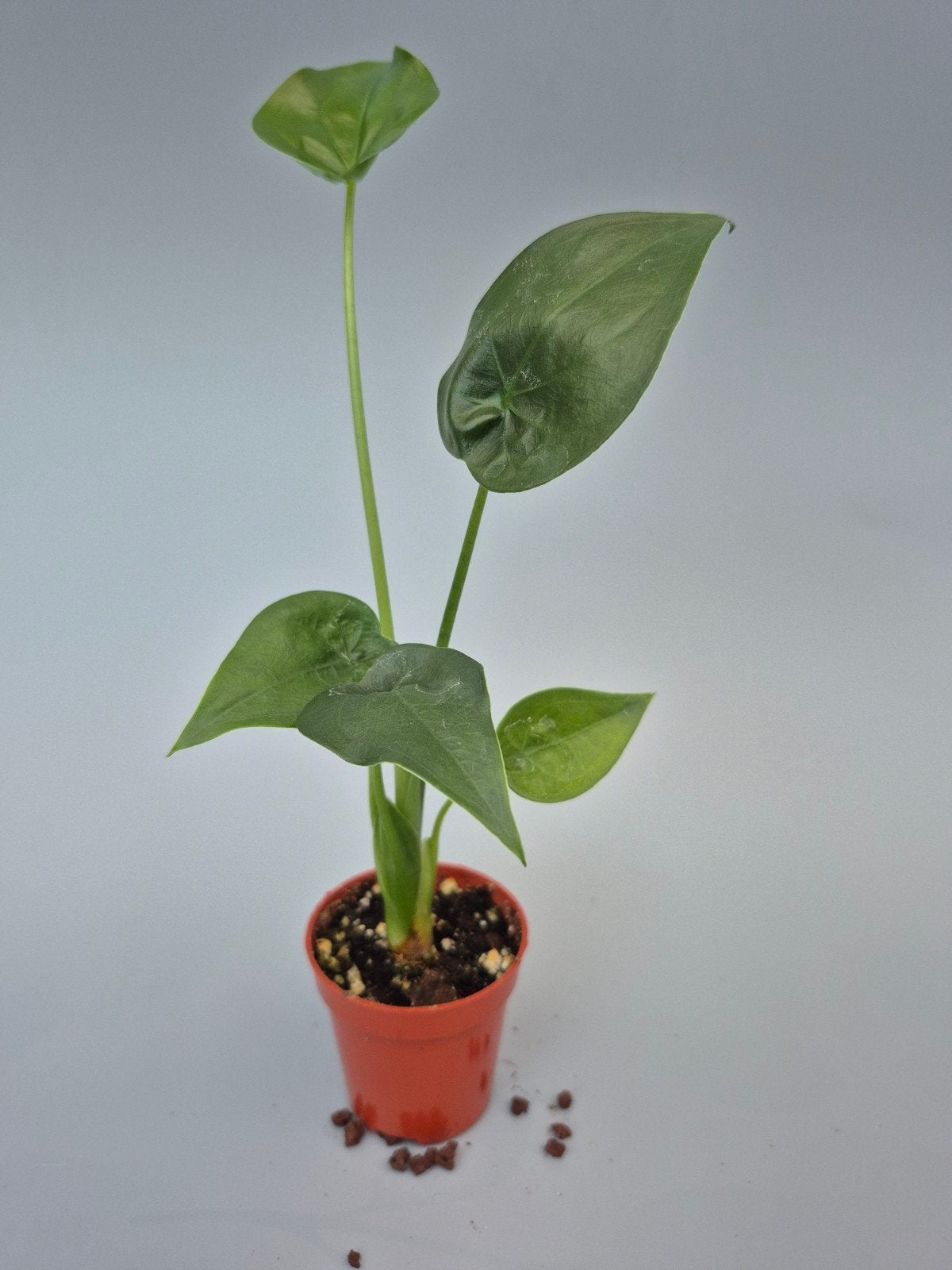 Alocasia Cucculata, Enlèvement ou Envoi