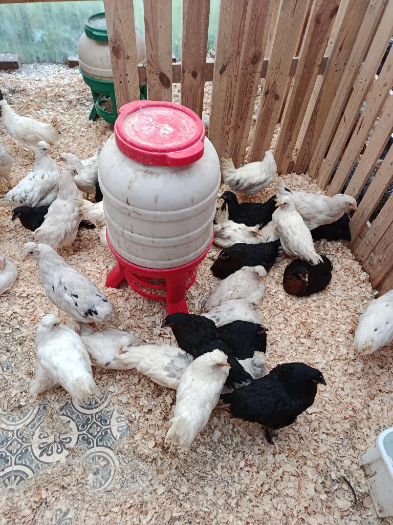 marans / legbar et poulets traditionnels 5+1/10+3 gratuits, Animaux & Accessoires, Femelle, Poule ou poulet