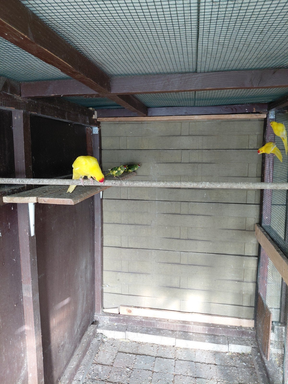 kakariki, Dieren en Toebehoren