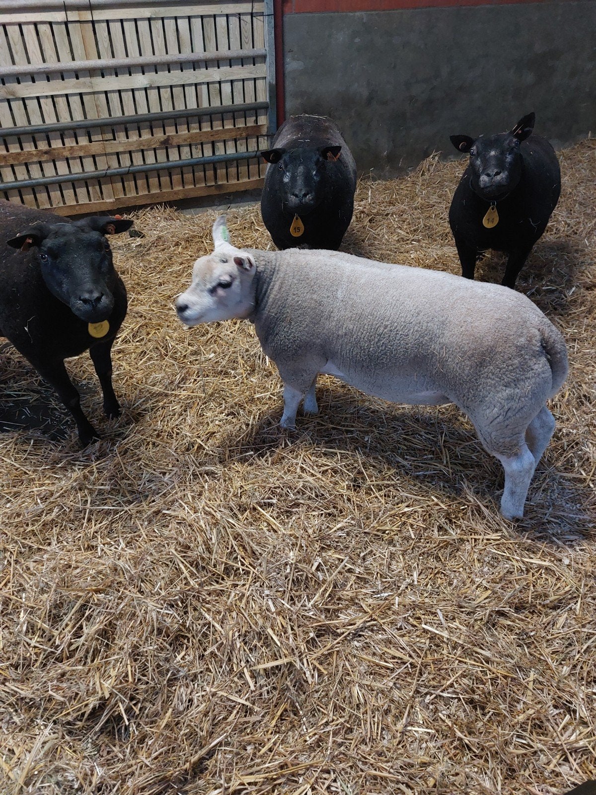 stamboek  texel ram, Dieren en Toebehoren, Mannelijk, Schaap, 0 tot 2 jaar