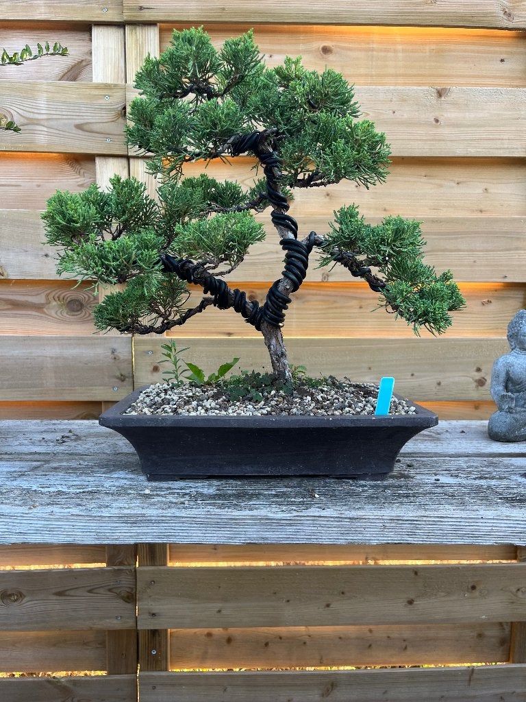 Juniper bonsai, Ophalen, Volle zon, Minder dan 100 cm
