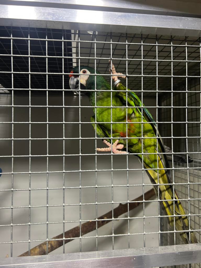 Ara maracana POP, Dieren en Toebehoren, Vogels | Parkieten en Papegaaien, Vrouwelijk, Papegaai