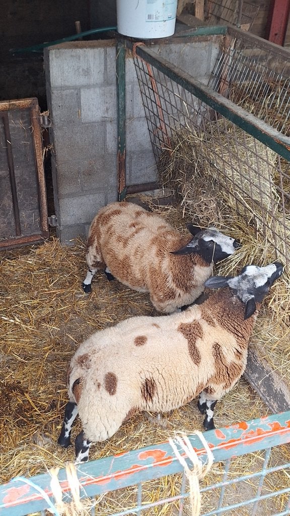2 baggerbonte ooien, Dieren en Toebehoren