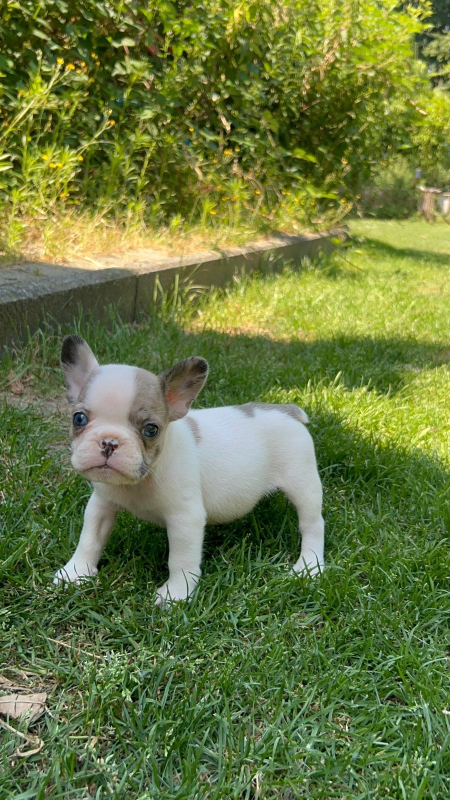 Franse Bulldog ouders aanwezig, Parvo, België, Particulier, 8 tot 15 weken