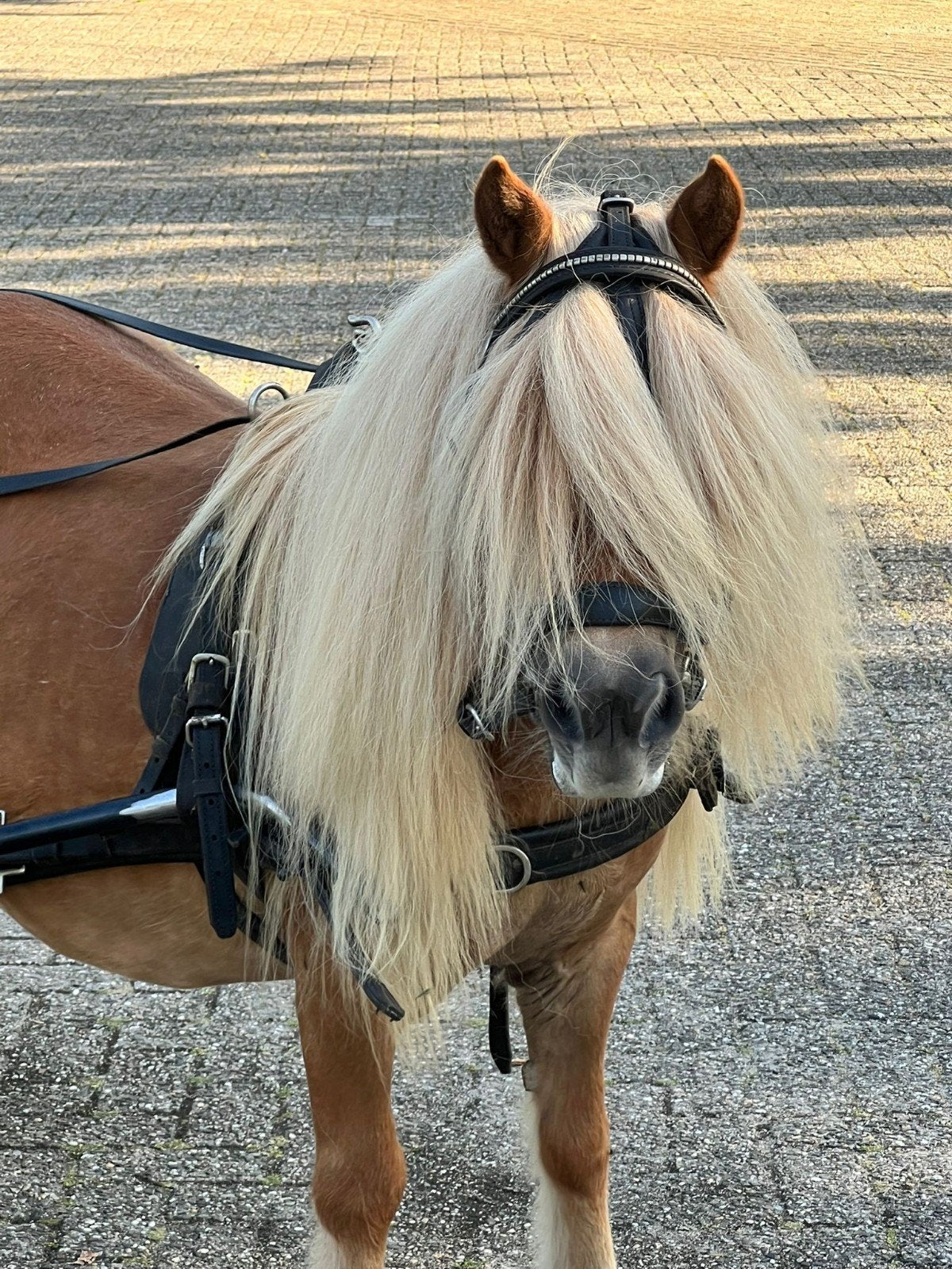 Betuigde shetlander, Merrie