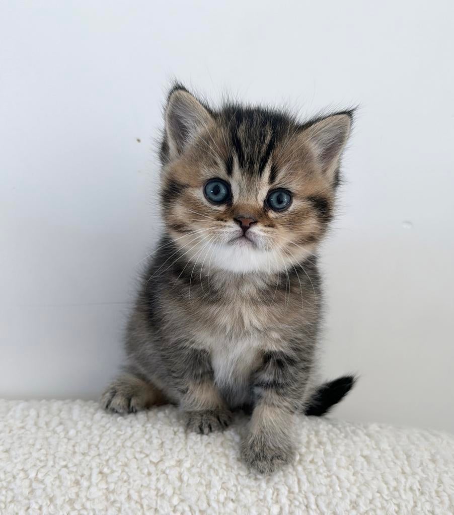Britse Korthaar Kittens, Dieren en Toebehoren, Kater, Gechipt, 0 tot 2 jaar