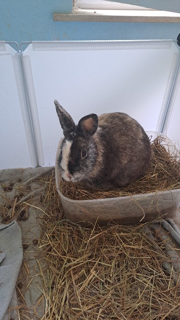 Konijn mannelijk, Dieren en Toebehoren, Mannelijk, Middelgroot, 0 tot 2 jaar