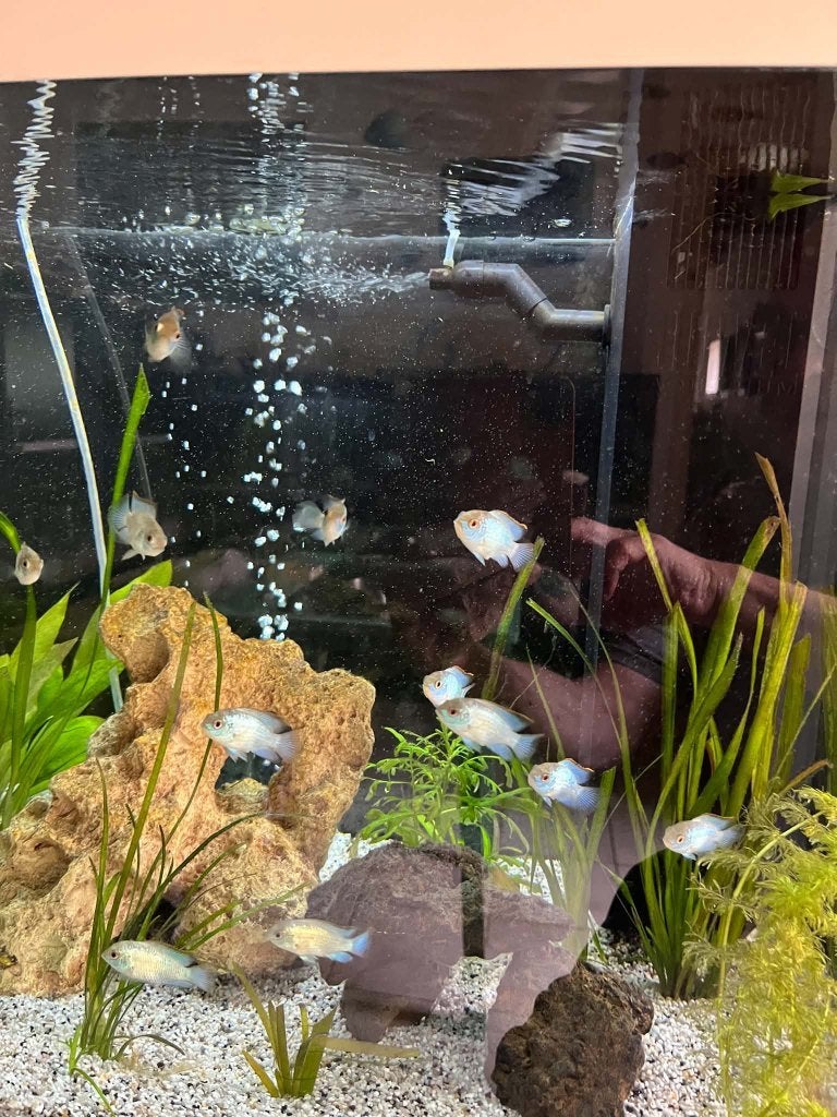 ELECTRIC BLUE ACARA, Vis, Zoetwatervis