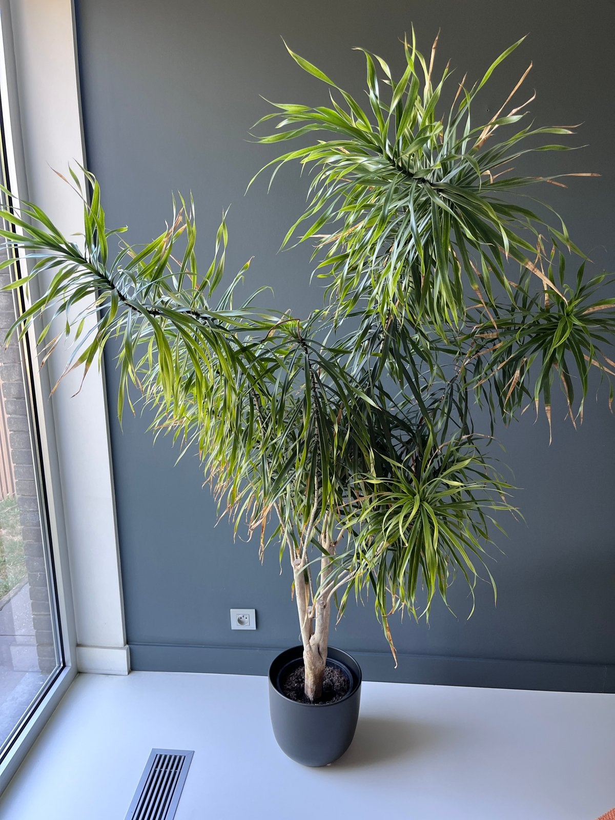 Dracaena (zonder pot), Huis en Inrichting, Kamerplanten, Ophalen, Overige soorten, Halfschaduw, 150 tot 200 cm