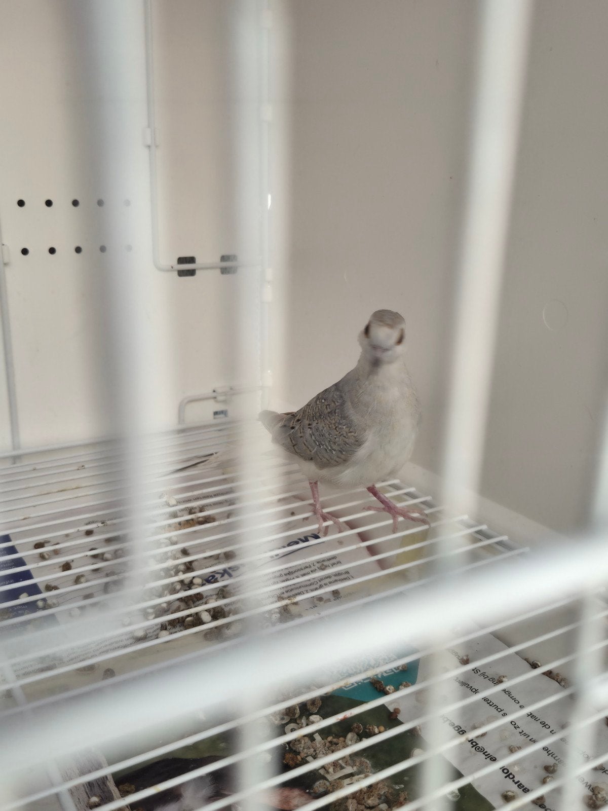 diamantduif 2026, Dieren en Toebehoren, Vogels | Overige Vogels, Geslacht onbekend, Tropenvogel