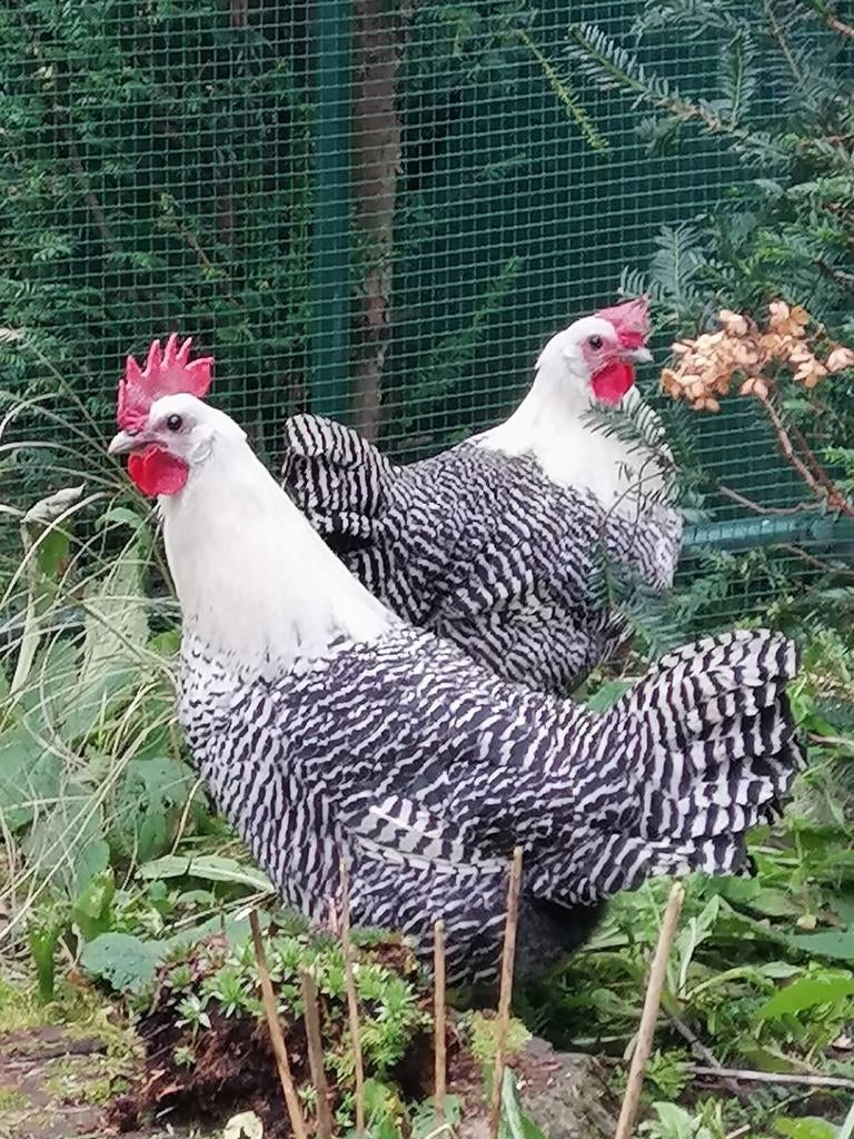 Broedeieren zilverbrakels