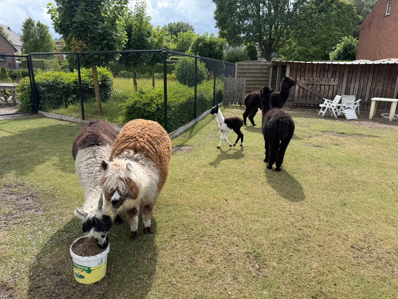 Alpaca s, Tickets & Billets, Loisirs | Jardins zoologiques