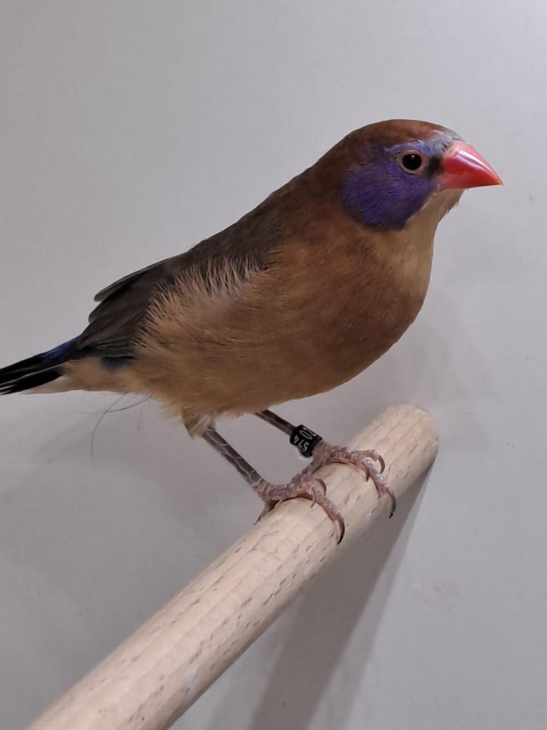 Granaat astrildes, Dieren en Toebehoren, Geringd