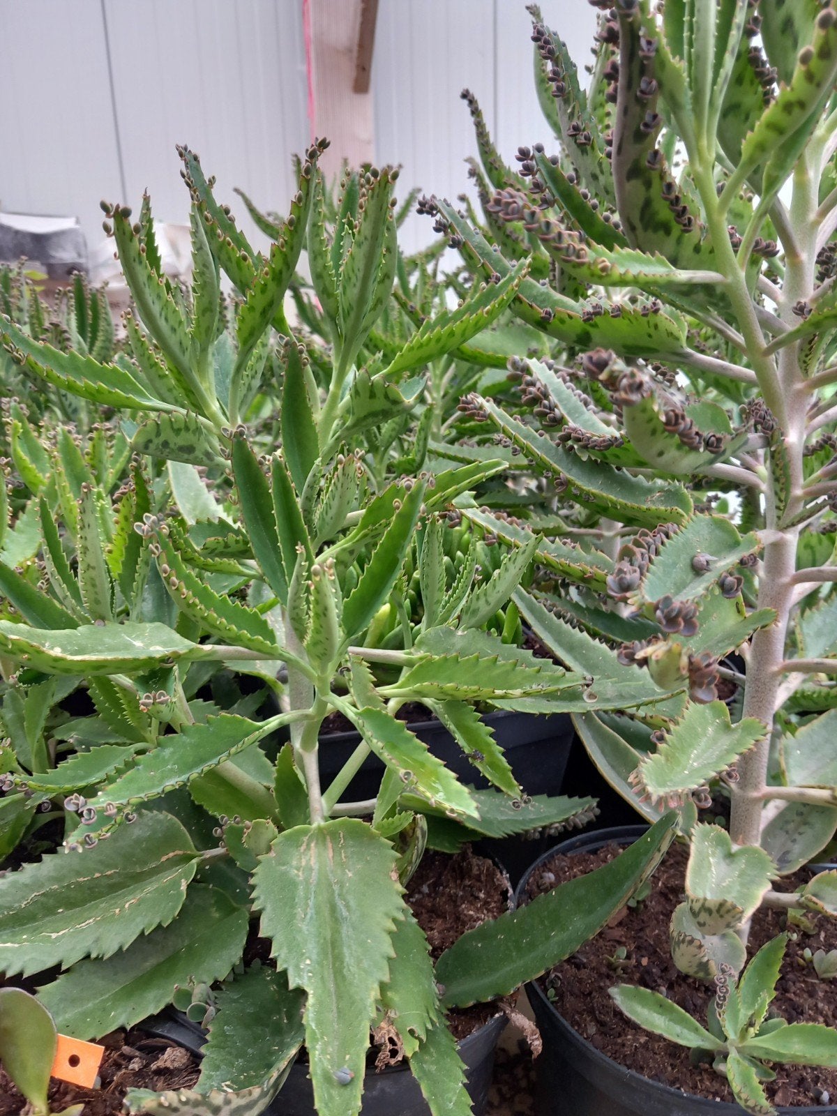 Mooie planten "Mother of Thousands" +/- 40 cm, pot 3L, 8€/st, Vetplant, In pot, Minder dan 100 cm, Bloeiende kamerplant