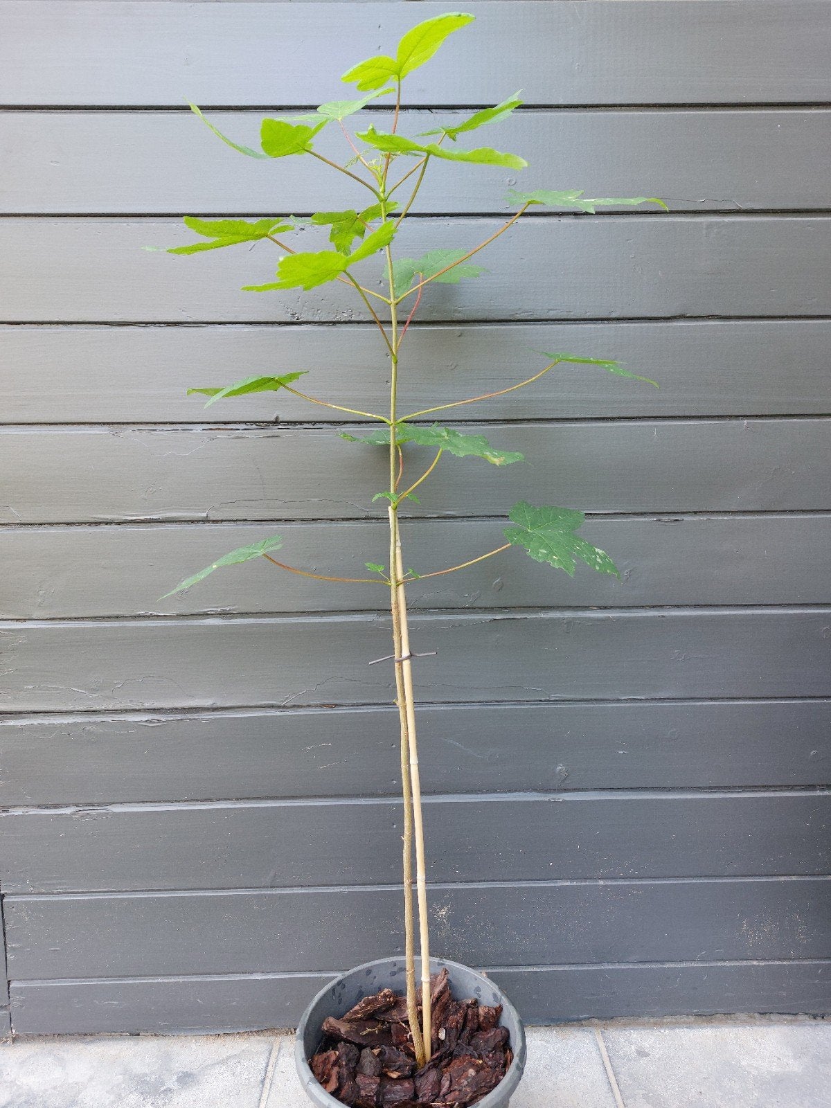 Acer Campestre / Spaanse Aak / Veldesdoorn, Jardin & Terrasse, Plantes | Arbres, Enlèvement, En pot, Arbre à bulbes, Moins de 100 cm
