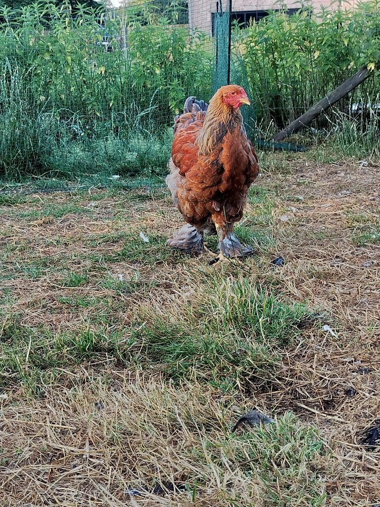 Brahma haan, Dieren en Toebehoren, Pluimvee
