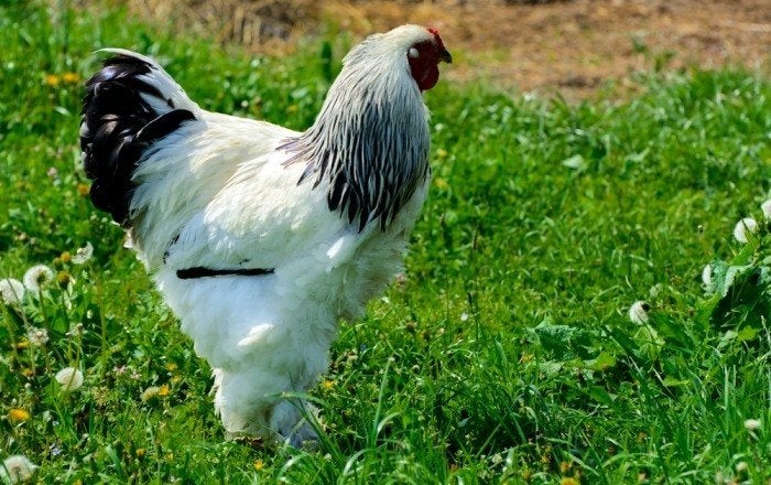 Brahma kriel zwart/wit columbia, Dieren en Toebehoren, Kip