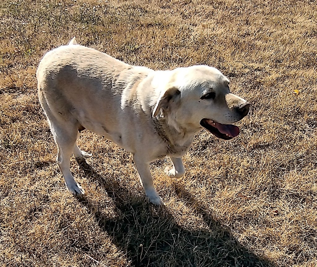 blonde labrador teef 2019, 6 jaar of ouder, België, Particulier, Teef