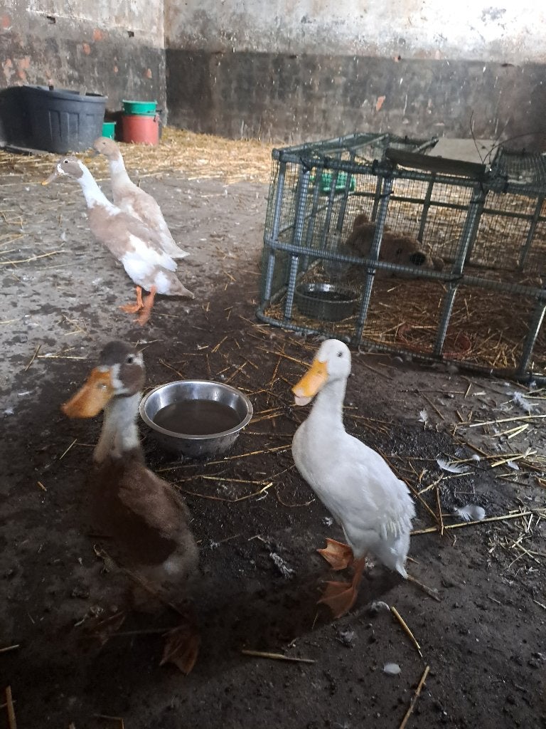 3 loopeenden, Dieren en Toebehoren, Geslacht onbekend