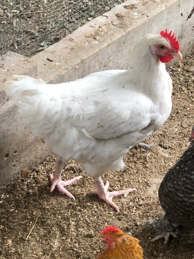 Haan, Dieren en Toebehoren, Pluimvee, Mannelijk, Kip