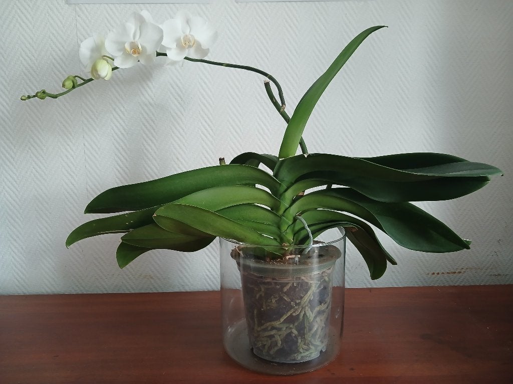 Orchidée (vraie), Huis en Inrichting, Kamerplanten, Ophalen, Overige soorten, Halfschaduw, Minder dan 100 cm