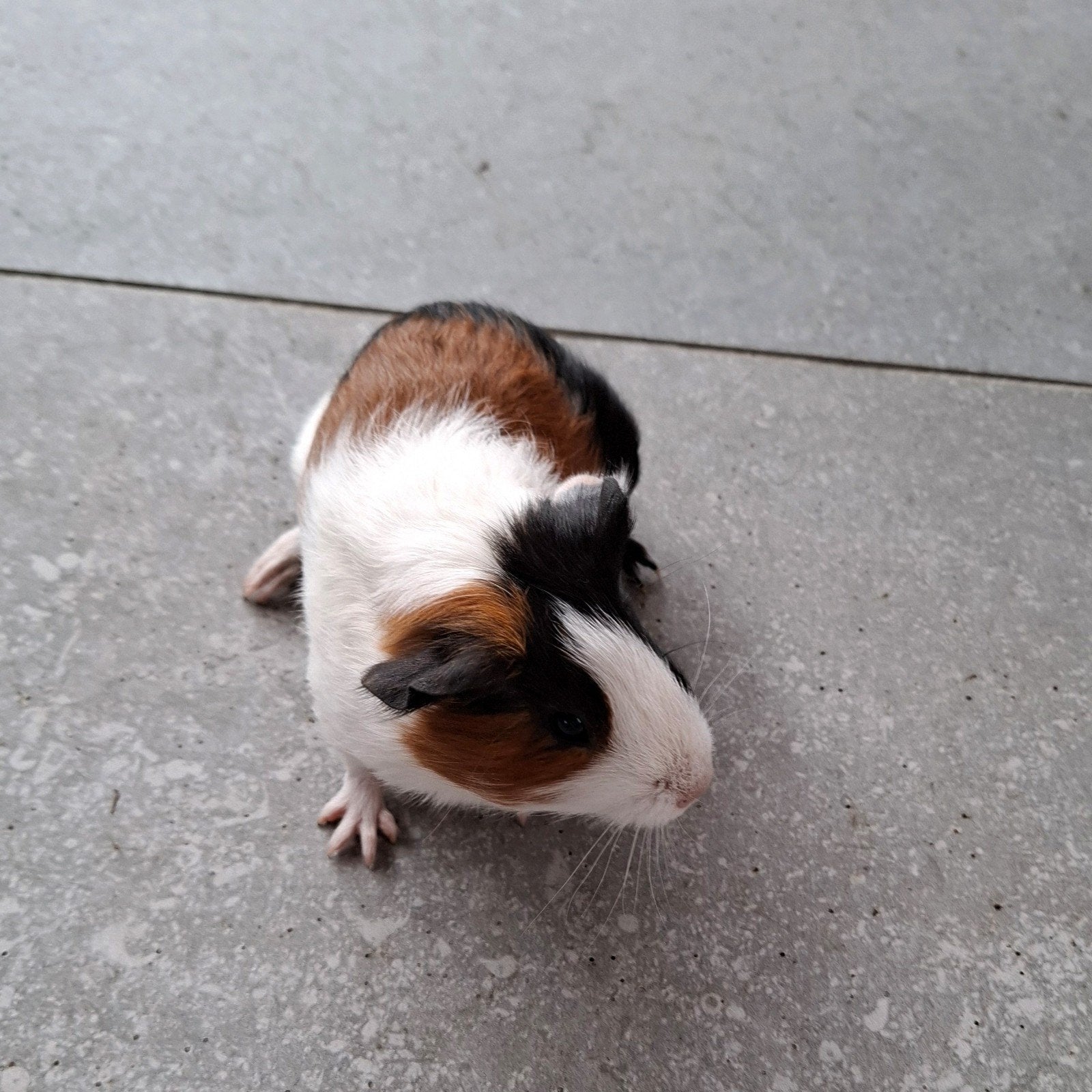 Cavia mannetje, Juli, Mannelijk, Cavia