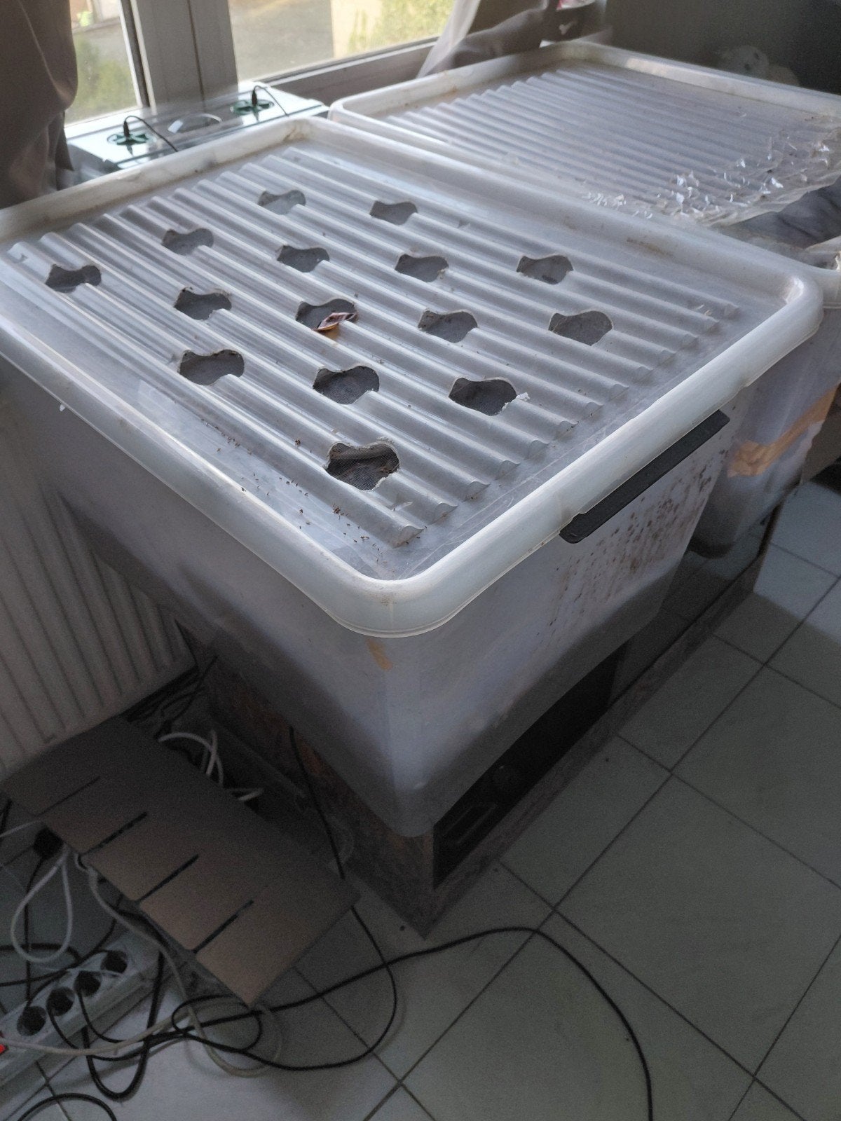 Élevage de dubias – 4 bacs, terrarium en option, Enlèvement