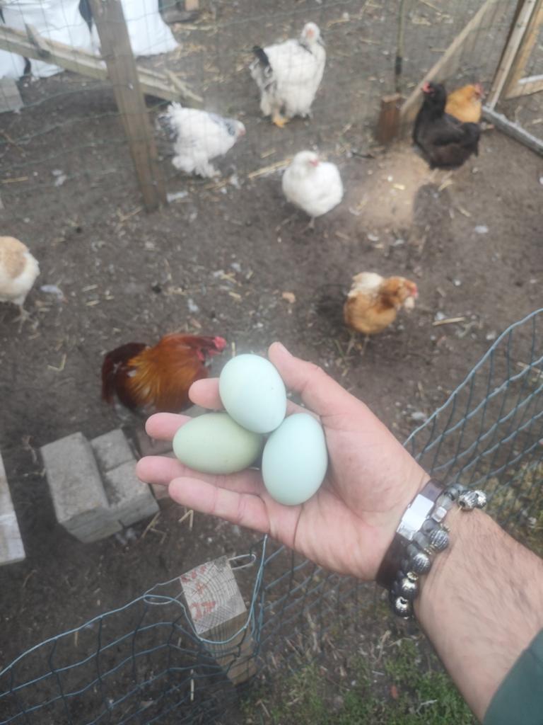 Bevruchte Araucana eieren