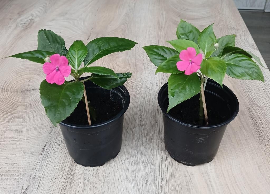 Plantes d'intérieur. "IMPATIENTE", Jardin & Terrasse, Plantes | Jardin, Enlèvement