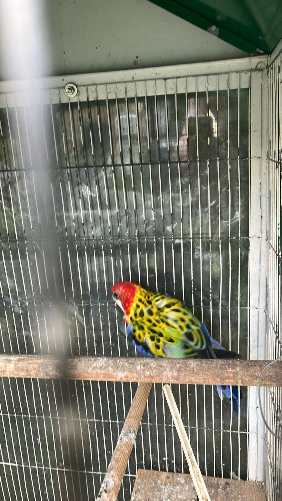 PRACHTIGE HALF TAMME ROZELLA NU 75 EURO, Dieren en Toebehoren, Vogels | Parkieten en Papegaaien, Meerdere dieren, Parkiet, Tam