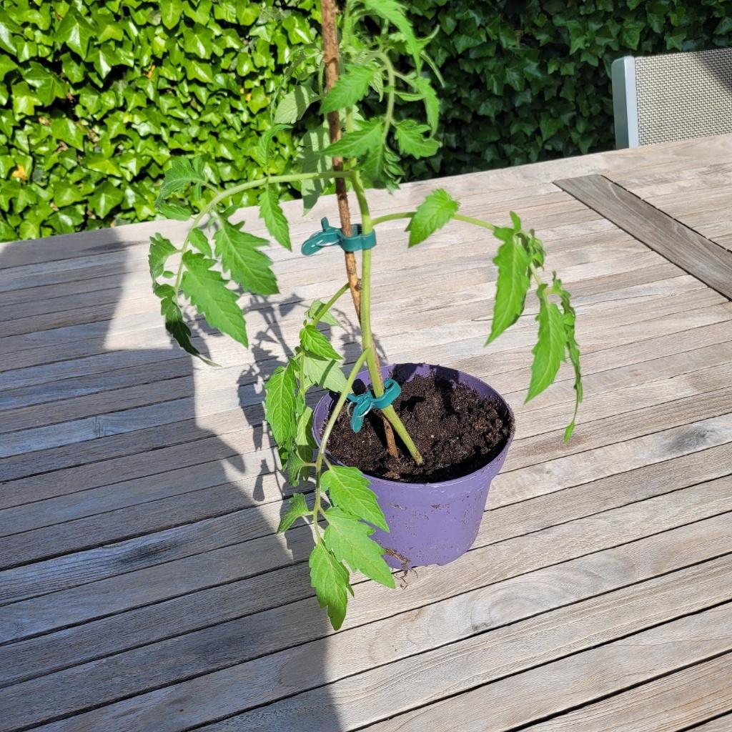 Plantgoed voor de moestuin, Ophalen