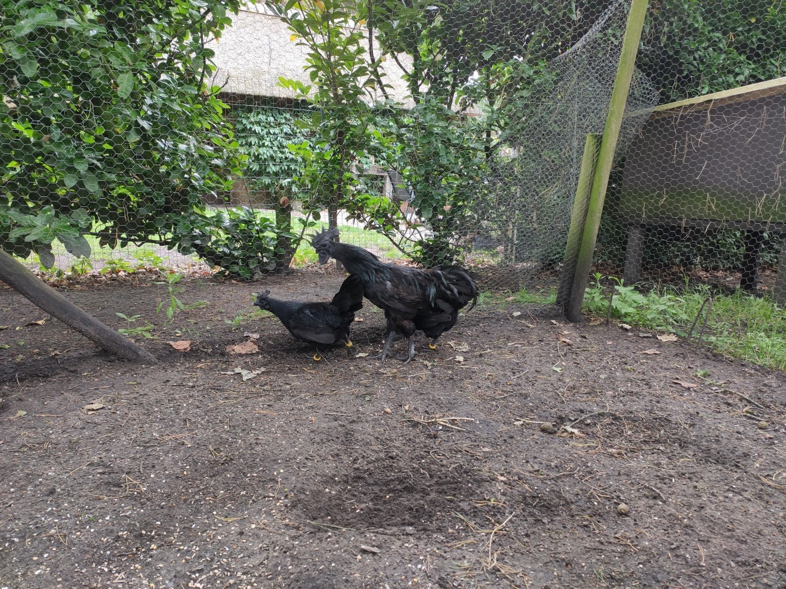 Ayam Cemani kweektoom, Animaux & Accessoires, Volatiles, Poule ou poulet, Plusieurs animaux