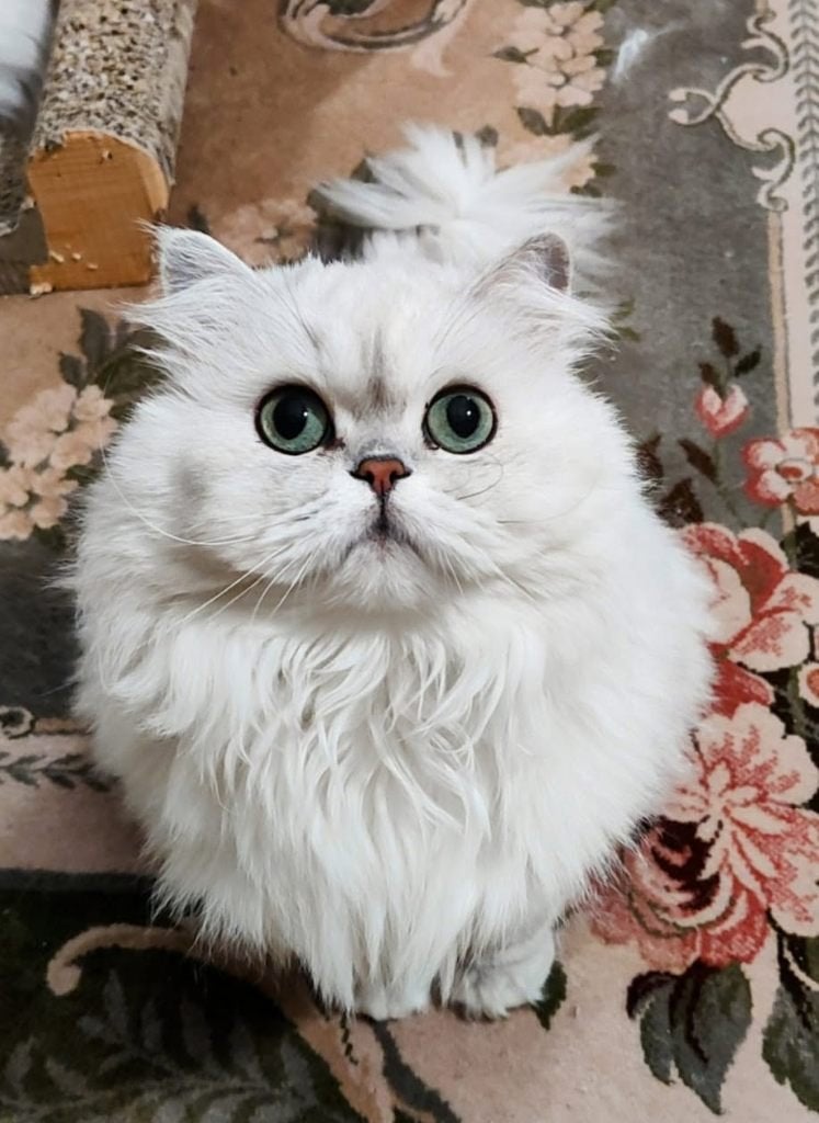 Scottish Highland Straight avec pedigree WCF, Chatte ou Chat, Avec pedigree, 3 à 5 ans