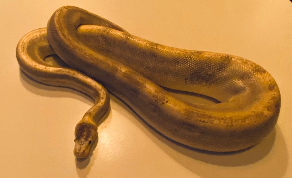Twee koningspythons zoeken een geschikte nieuwe thuis Ball Python photo 3