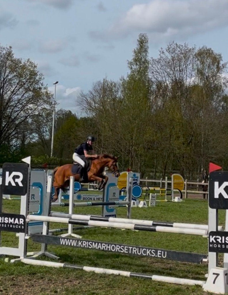 Le meilleur poney White Blaze VDC v.Daho Prêt gratuit, Avec pedigree, Moins de 160 cm, L, Cheval de saut