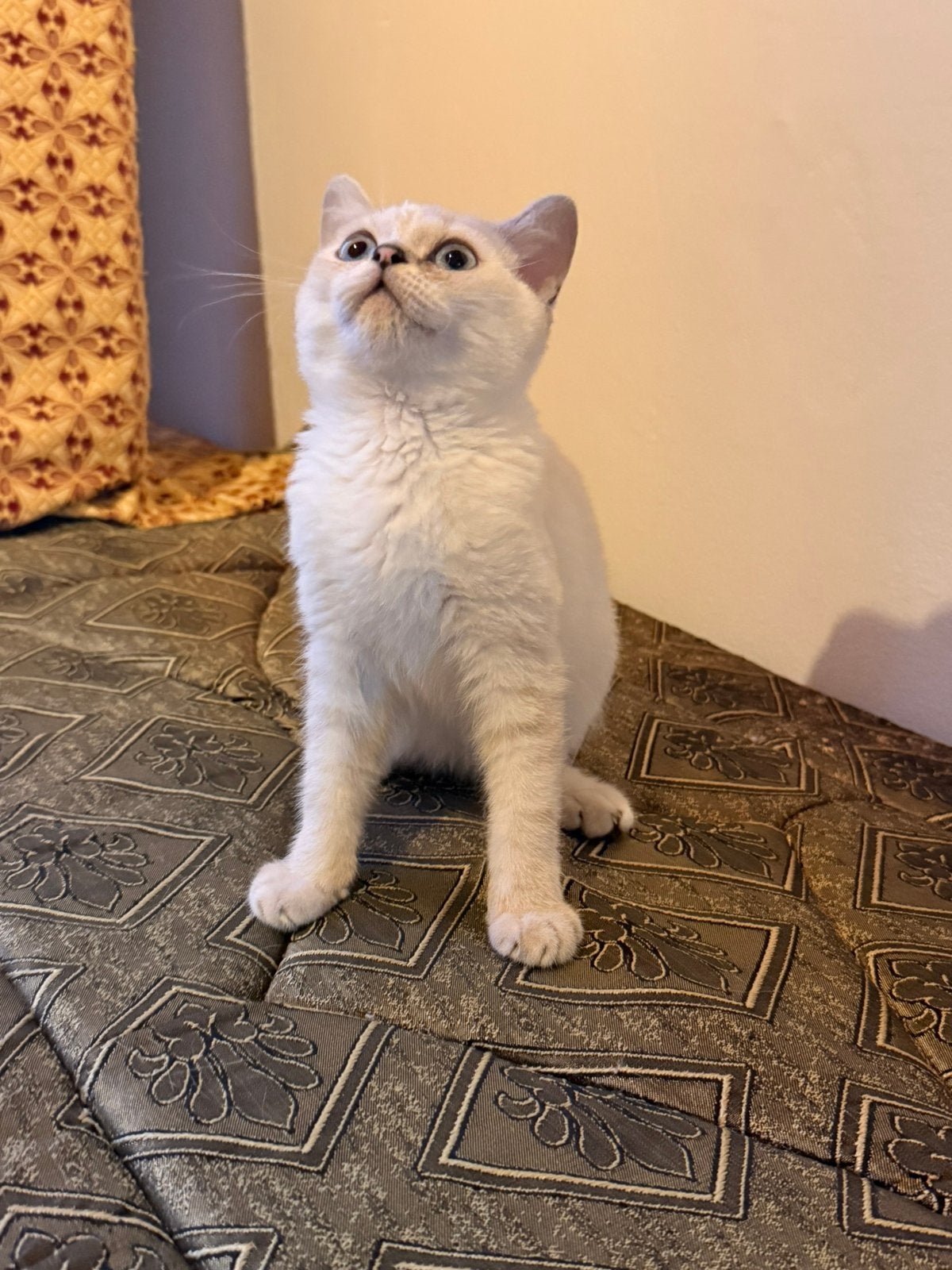 Prachtig nestje Britse Korthaar kittens, Chatte ou Chat, Avec pedigree, 0 à 2 ans