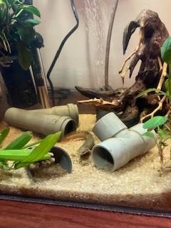 A donner petit aquarium avec polyperus senegalus, Aquarium d'eau douce rempli, Chauffage, Enlèvement, Utilisé
