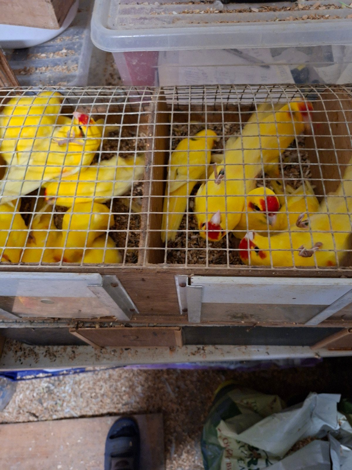 kakerikies gele jonge vogels 25euro stuk  45 koppel