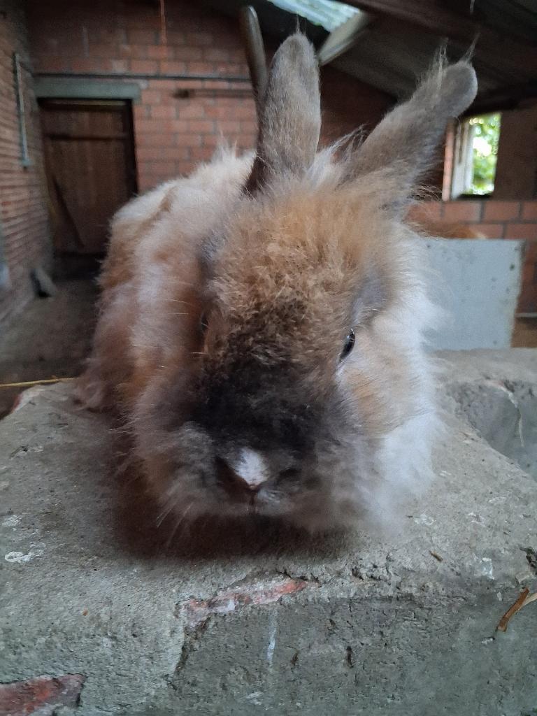 Konijn, Dieren en Toebehoren, Konijnen, Mannelijk, Klein, 0 tot 2 jaar