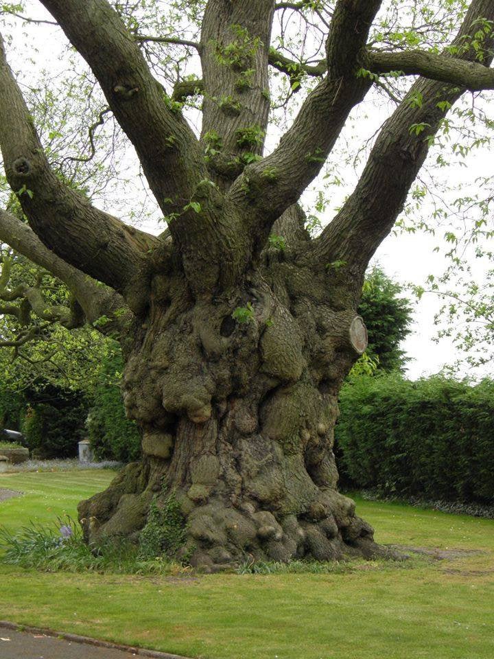 Gratis vellen van bomen voor het hout., Tuin en Terras, Ophalen