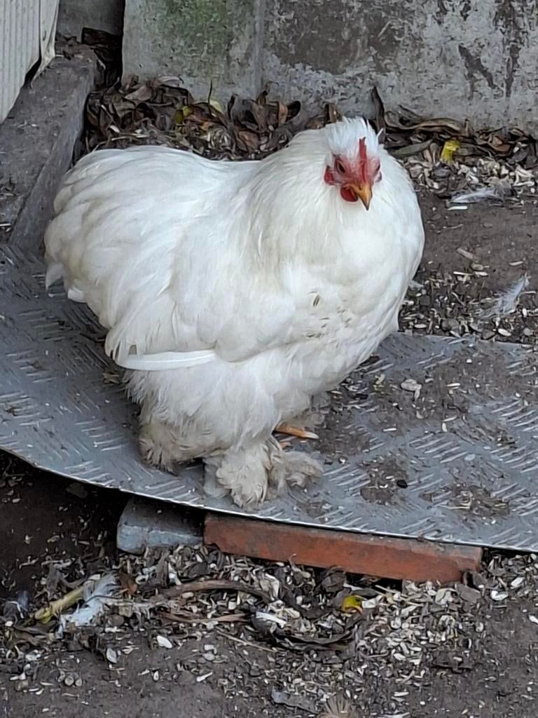 Cochin haantje