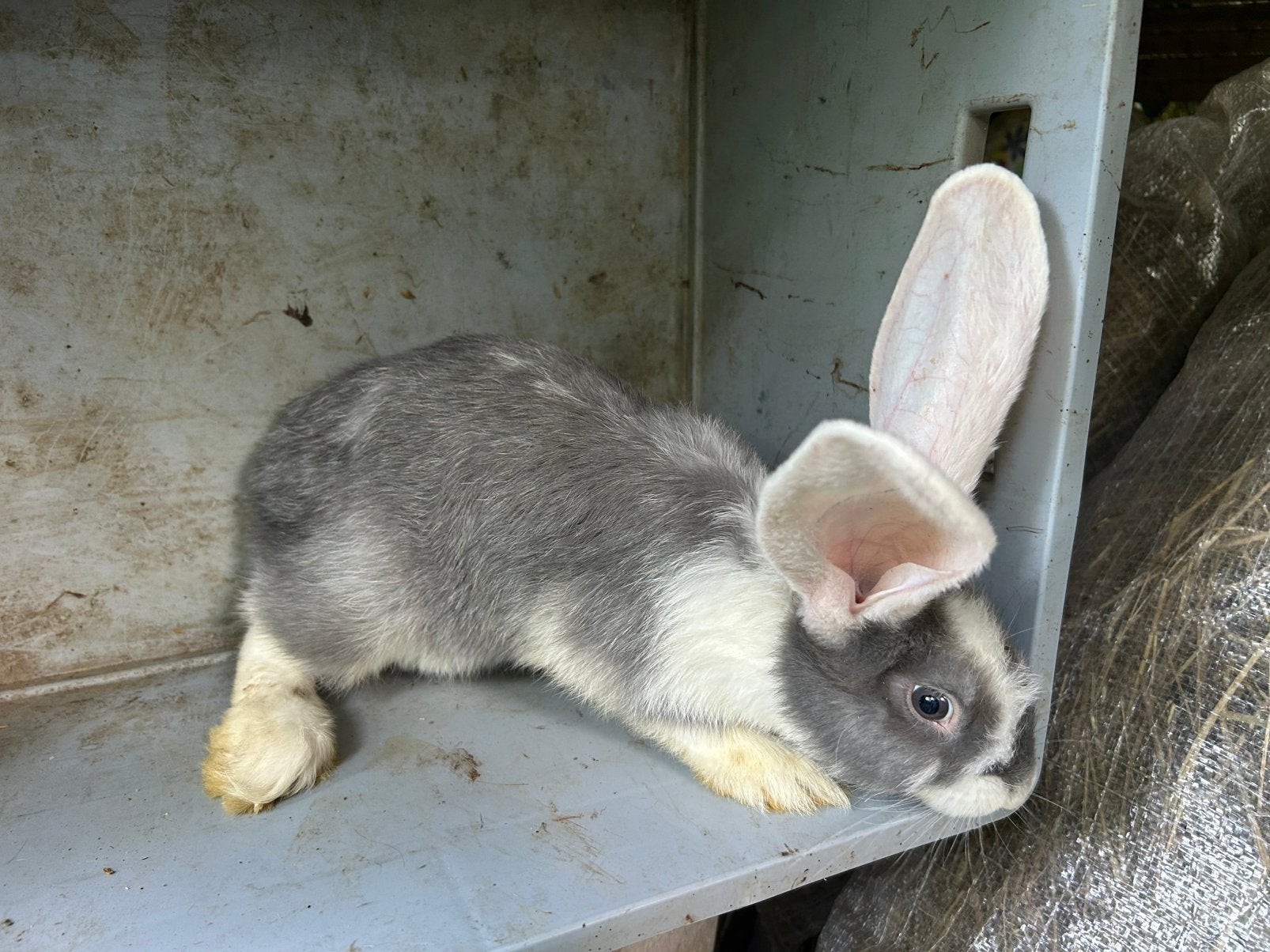 German Giant - Femelle, Femelle, Grand, 0 à 2 ans