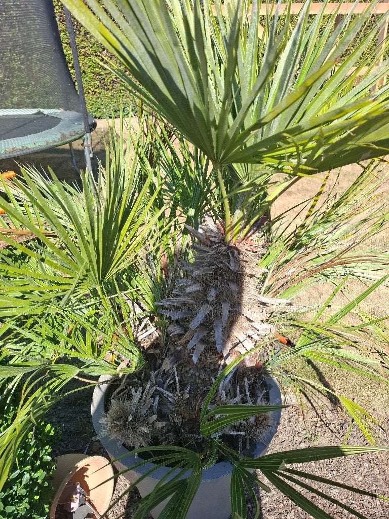 Buitenplant met pot, Tuin en Terras, Ophalen, Vaste plant, Overige soorten