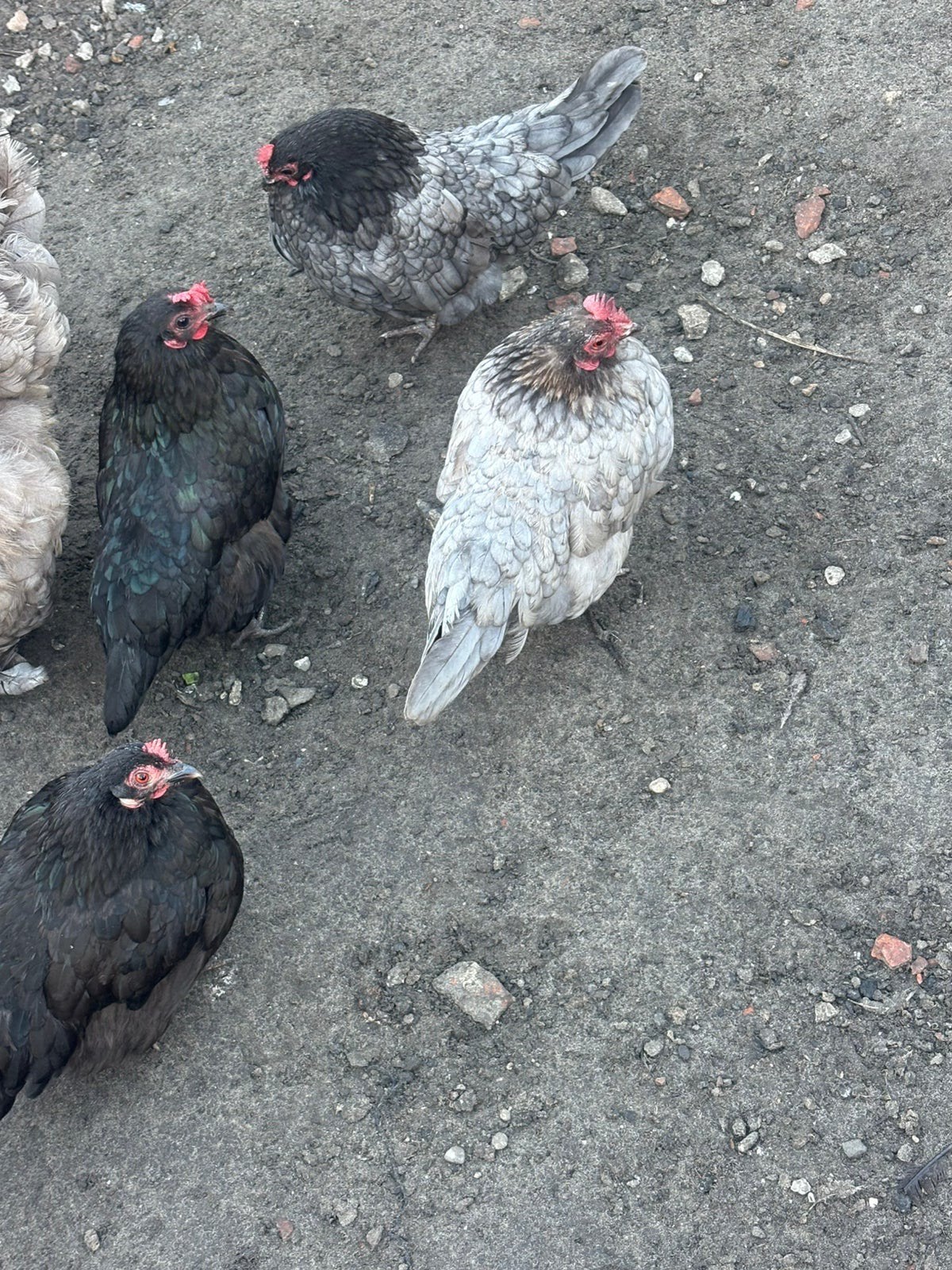 Engelse krielen, Dieren en Toebehoren, Vrouwelijk, Kip