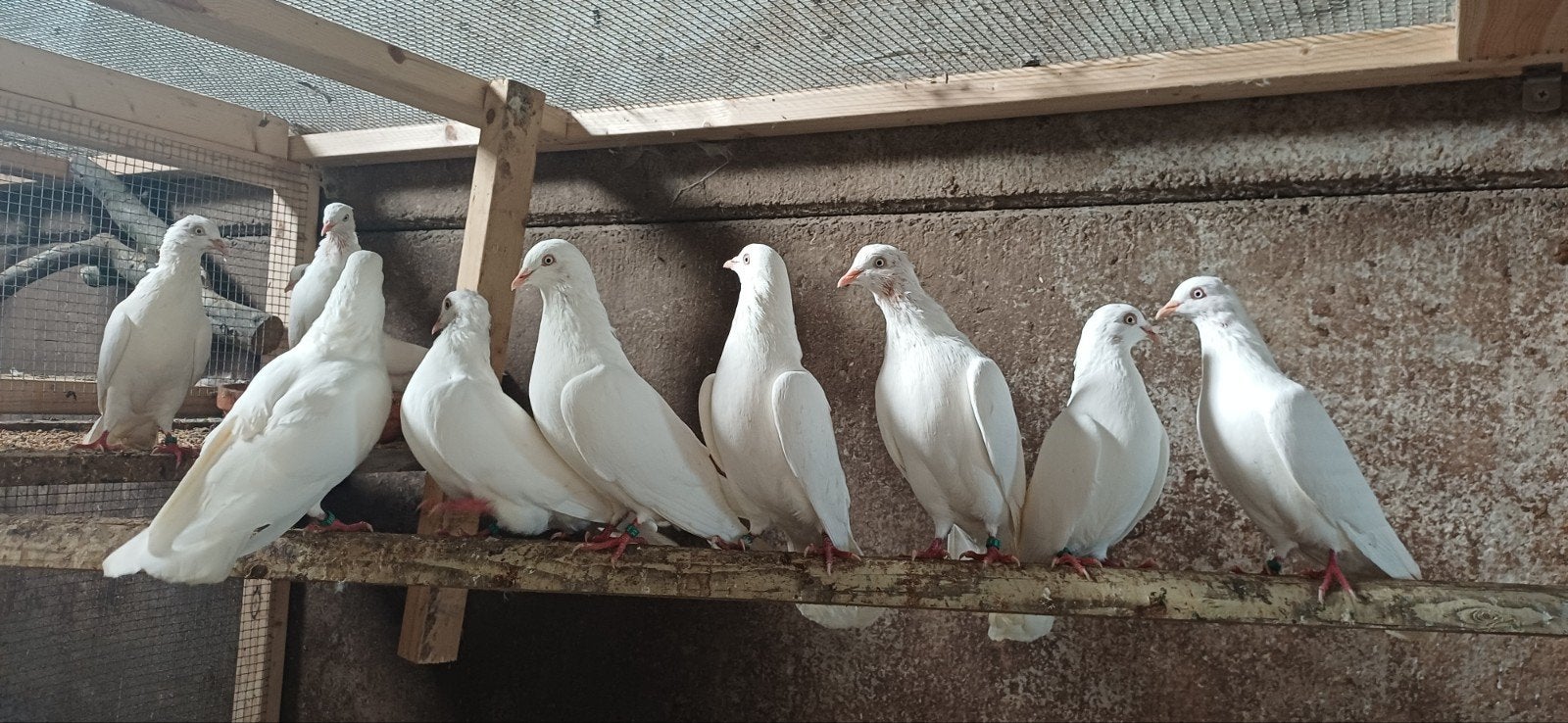 Belgische hoogvlieger, Dieren en Toebehoren