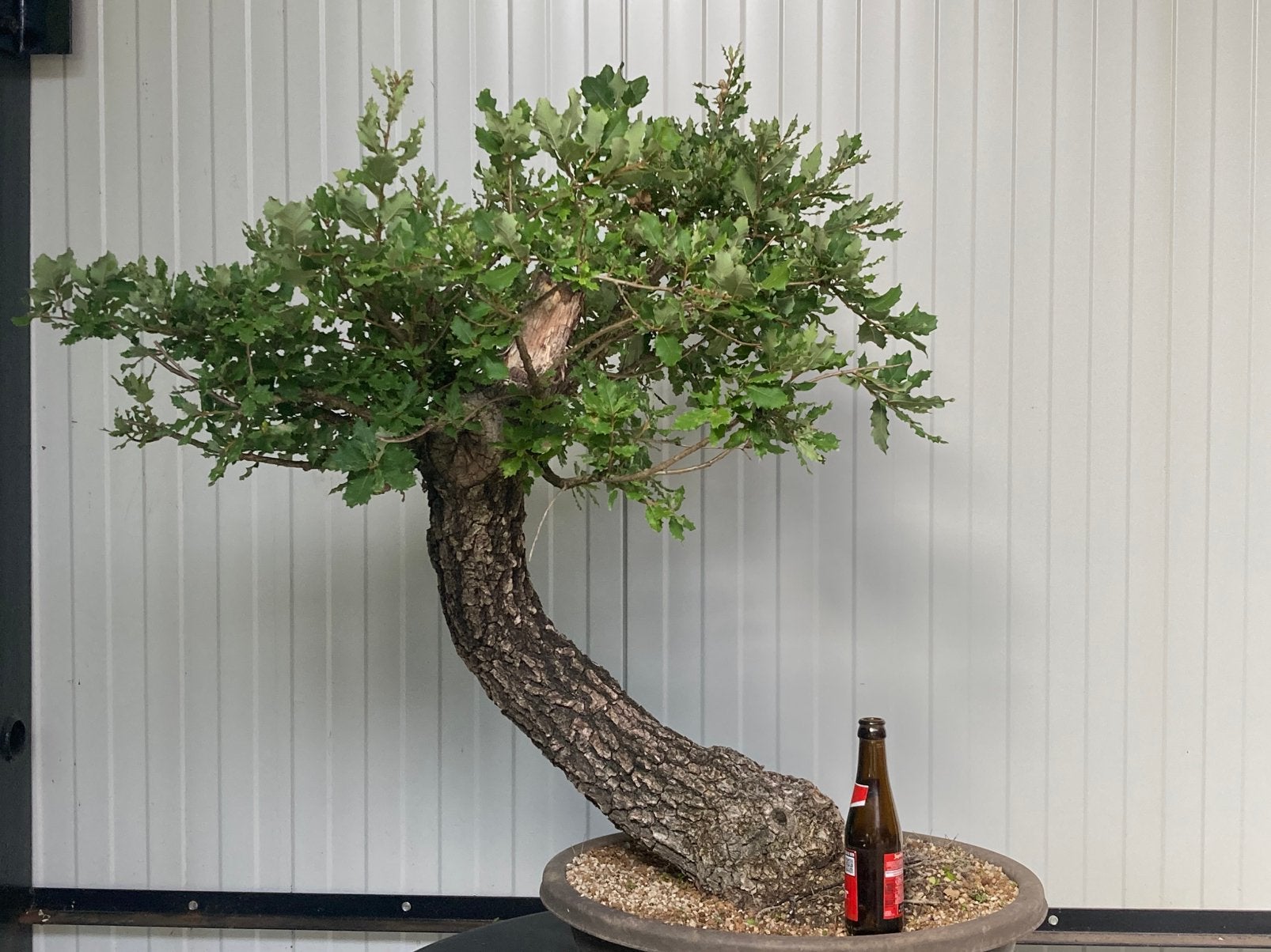 Bonsai steeneik yamadori, Tuin en Terras, Planten | Bomen, Ophalen