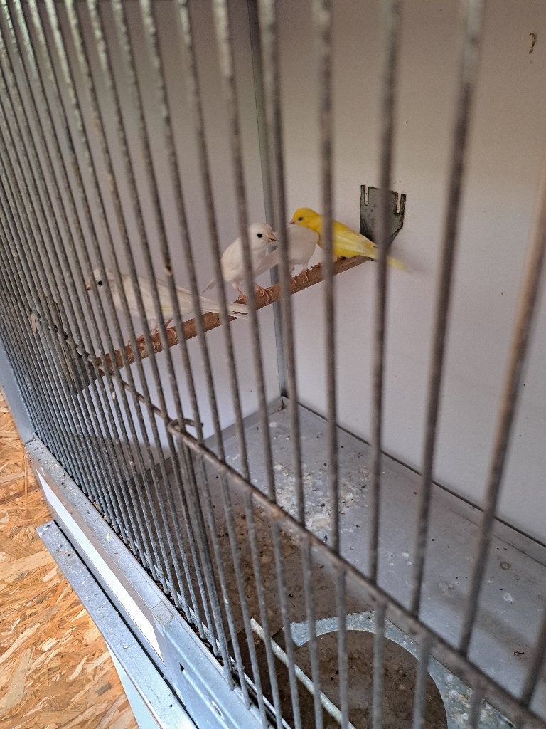 Kanaries  te koop, Dieren en Toebehoren