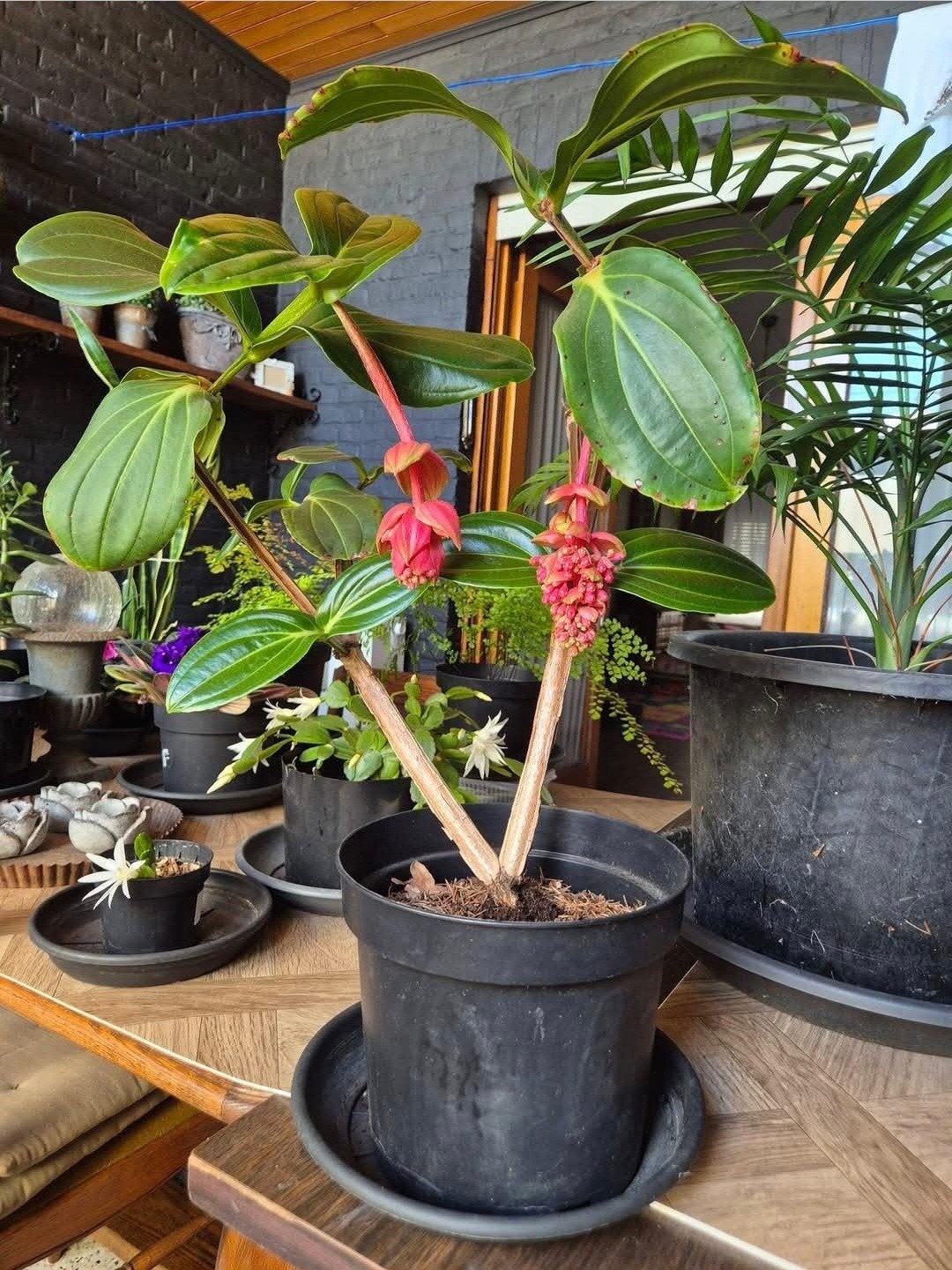 🪴  🌺  🌺  medinilla magnifica , roze druif , trosbloem, Bloeiende kamerplant, Ophalen